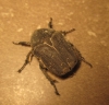 Protaetia (Netocia) morio (Fabricius, 1781)