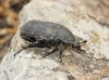 Protaetia (Netocia) morio (Fabricius, 1781)