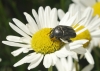 Protaetia (Netocia) morio (Fabricius, 1781)