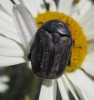Protaetia (Netocia) morio (Fabricius, 1781)