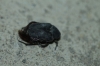 Protaetia (Netocia) morio (Fabricius, 1781)