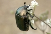 Protaetia (Netocia) cuprea brancoi (Baraud, 1992)