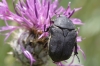Protaetia (Netocia) morio (Fabricius, 1781)
