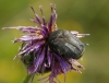Protaetia (Netocia) morio (Fabricius, 1781)