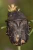 Protaetia (Netocia) morio (Fabricius, 1781)