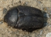 Protaetia (Netocia) morio (Fabricius, 1781)