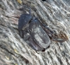 Protaetia (Netocia) morio (Fabricius, 1781)