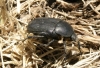 Protaetia (Netocia) morio (Fabricius, 1781)