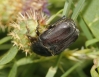 Protaetia (Netocia) oblonga (Gory & Percheron, 1833)
