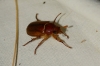 Rhizotrogus sp. Rhizotrogus sp.