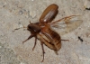 Rhizotrogus sp. Rhizotrogus sp.