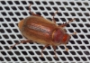 Rhizotrogus sp. Rhizotrogus sp.