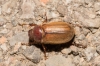 Rhizotrogus sp. Rhizotrogus sp.