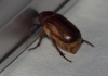 Rhizotrogus sp. Rhizotrogus sp.