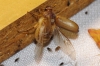 Rhizotrogus sp. Rhizotrogus sp.