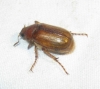 Rhizotrogus sp. Rhizotrogus sp.
