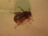 Rhizotrogus sp. Rhizotrogus sp.