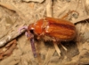 Rhizotrogus sp. Rhizotrogus sp.