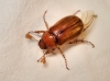 Rhizotrogus sp. Rhizotrogus sp.