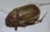 Rhizotrogus sp. Rhizotrogus sp.