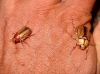 Rhizotrogus sp. Rhizotrogus sp.