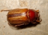 Rhizotrogus sp. Rhizotrogus sp.