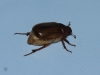 Rhizotrogus sp. Rhizotrogus sp.