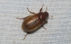 Rhizotrogus sp. Rhizotrogus sp.