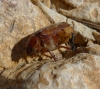 Rhizotrogus sp. Rhizotrogus sp.