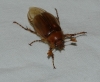 Rhizotrogus sp. Rhizotrogus sp.