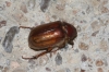 Rhizotrogus sp. Rhizotrogus sp.