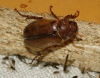 Rhizotrogus sp. Rhizotrogus sp.