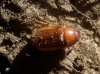 Rhizotrogus sp. Rhizotrogus sp.