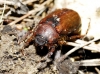 Rhizotrogus sp. Rhizotrogus sp.