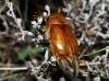 Rhizotrogus sp. Rhizotrogus sp.