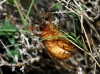 Rhizotrogus sp. Rhizotrogus sp.