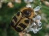 Trichius sp. Trichius sp.