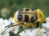 Trichius sp. Trichius sp.