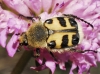 Trichius sp. Trichius sp.