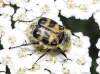 Trichius sp. Trichius sp.