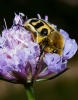 Trichius zonatus Germar, 1829 Trichius zonatus Germar, 1829