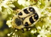 Trichius zonatus Germar, 1829 Trichius zonatus Germar, 1829