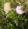 Trichius zonatus Trichius zonatus