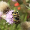 Trichius zonatus Trichius zonatus