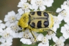 Trichius zonatus Germar, 1829 Trichius zonatus Germar, 1829