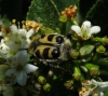 Trichius zonatus Germar, 1829 Trichius zonatus Germar, 1829