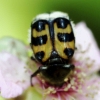 Trichius zonatus Germar, 1829 Trichius zonatus Germar, 1829