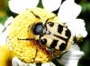 Trichius zonatus Germar, 1829 Trichius zonatus Germar, 1829