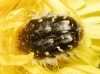 Tropinota squalida (Scopoli, 1783)