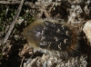 Tropinota squalida (Scopoli, 1783)